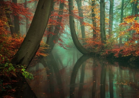 Forest - wood, autumn, trees, forest, water, foggy, mist