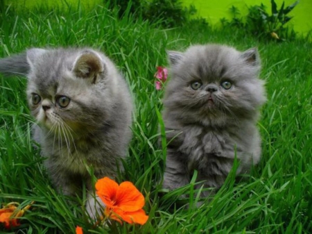 Two Cuties - animal, flowers, cat, kitten