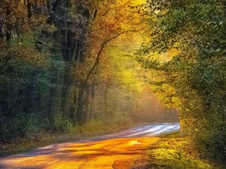 Autumn Forest Light - autumn, forest, road, light