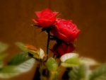 Duel Red Roses