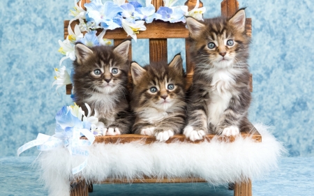 Kittens