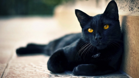 Little panther - yellow eyes, cat, animal, black, panther