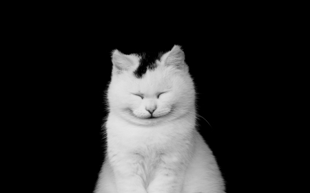 Smiling cat - mood, white, animal, funny, black, cat, smile