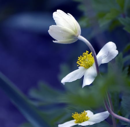 Flowers - white, flower, wild, beautiful