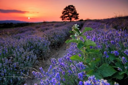 Beautiful Nature - purple, tree, sunset, wild