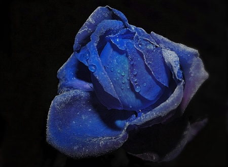 Tears of a Blue Rose - tears, dew, black, rose, nature, blue, flowers, flower, drops