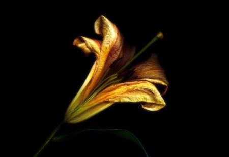 Gold flower - pretty, dark, cool, flower, gold