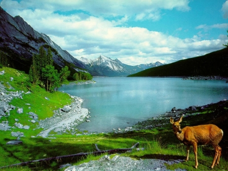 doe - lake, doe, tree, deer, mountain, grass