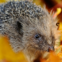 Hedgehoge foliage