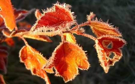 Frozen leaves - frosty, autumn, wallpaper, leaf, frosted, nature, hd, fall, frost, leaves, frozen