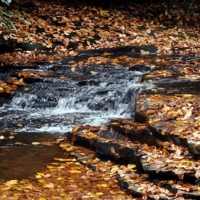 Fall leaves brook