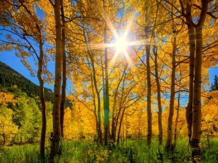 Autumn rays of light - rays, autumn, sky, sunshine, sunlight, trees, light, all, foliage, glow, forest, beautiful, leaves, golden