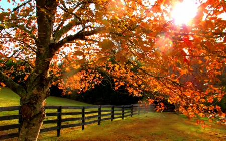 Autumn tree - sunlight, branches, beautiful, grass, meadow, leaves, fall, glow, rays, autumn, dence, foliage