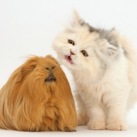 Persian kitten and Guinea pig