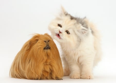 Persian kitten and Guinea pig - animals, cats, guinea pig, persian, kitten