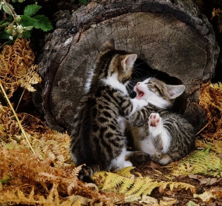 kittens playing by a log - cats, kittens, animals, log, green, playing, berries