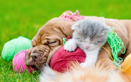 So tired - cat, funny, kitten, sleep, pink, red, dog, animal, green, bulldog, cute, grass