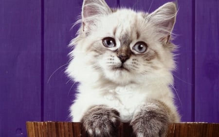 Kitten - purple, cat, animal, cute, kitten