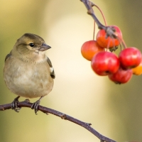 Cute Little Bird