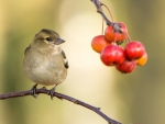 Cute Little Bird