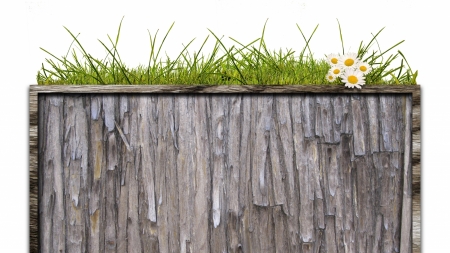 Wood panel - summer, wood, daisy, grass, flower, white, green, card, wall