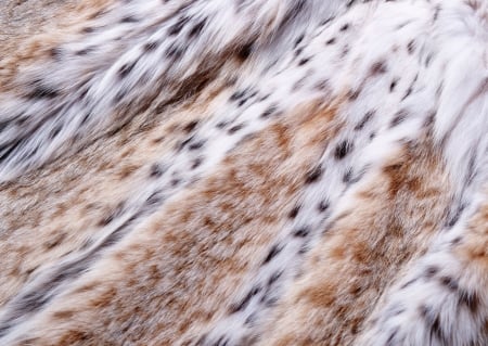 Fur - fur, texture, animal, skin