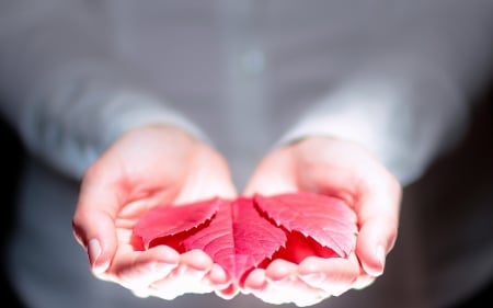 For you! - leaf, hand, pink, autumn