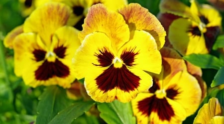 Flowers - flowers, yellow, petals, close up