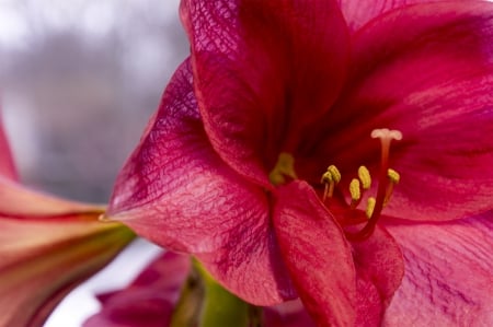 Amaryllis - red, flower, petals, blossom, artificial