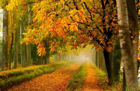 Autumn Colors - fall, tree, autumn, amazing