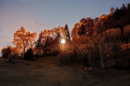 Autumn Sunset - forest, trees, sunset, nature, autumn