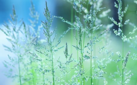 Sunny Day - grass, nature, green, leaves