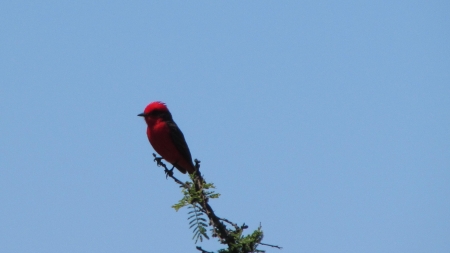 pajaroto - ave, petiorrojo, avechucha, bird