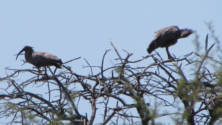 ibis - bird, ave, carau, ibis