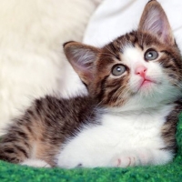 Cute Kitten