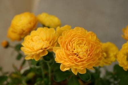 Yellow Chrysanthemum - Yellow, Nature, Flowers, Beautiful, Chrysanthemum