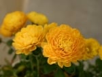 Yellow Chrysanthemum