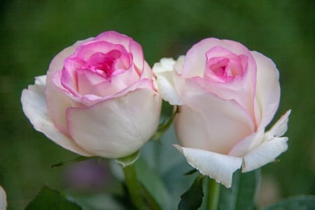 Pink Roses - Beauriful, Nature, Flowers, Pink, Roses