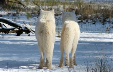 ARCTIC WOLVES - winter, nature, Wolves, snow, Wolf, animals