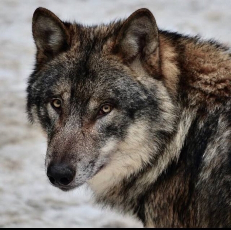 GRAY WOLF - nature, wolf, animals, snow