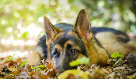 áƒ¦ - friend, nature, view, dog