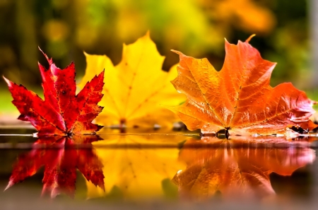 Autumn Leaves - Autumn, water, yellow, Fall, red, orange, reflection, leaves