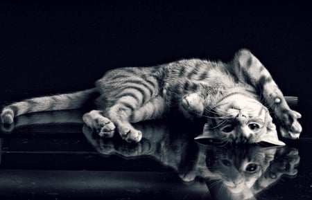 Cat - black, white, animal, funny, cute, bw, reflection, cat