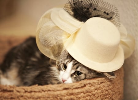 Cat - hat, cat, animal, basket, cute