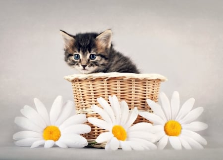 Kitten - cat, daisy, basket, litten, white, yellow, animal, cute, flower