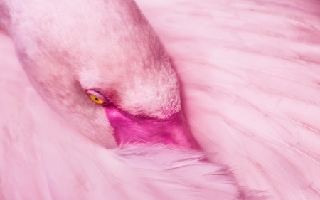 Flamingo - feather, bird, pink, flamingo, yellow, eye, skin