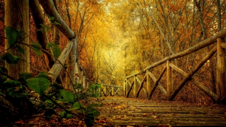 Autumn Bridge - trees, nature, autumn, hdr, walk, forest, park, leaves