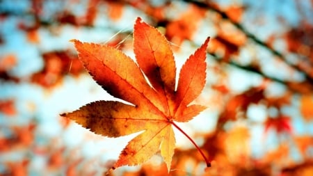 Leaf - nature, autumn, macro, photography, orange, leaf