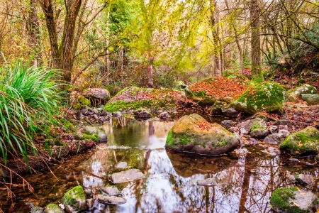 Autumn Forest - trees, forest, nature, pond