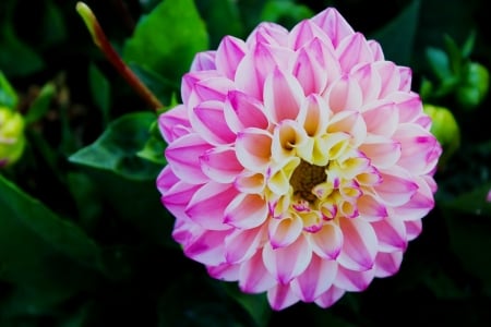 Dahlia - green, black, yellow, pink